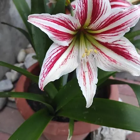 Apartman Delle Vacanze Keszthely