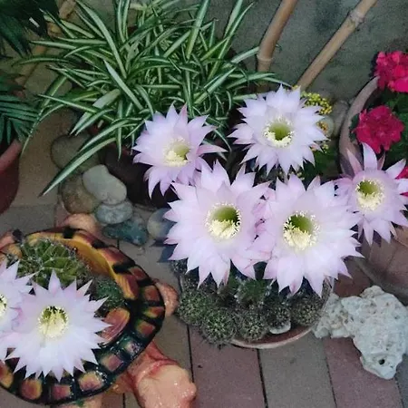 Delle Vacanze * Keszthely