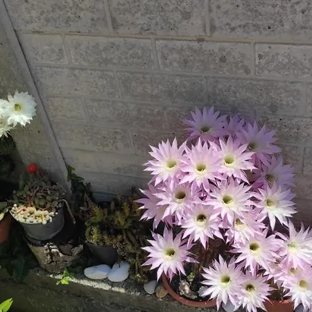 Delle Vacanze * Keszthely